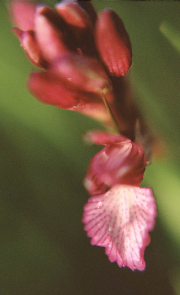 Anacamptis papilionacea subsp. papilionacea
