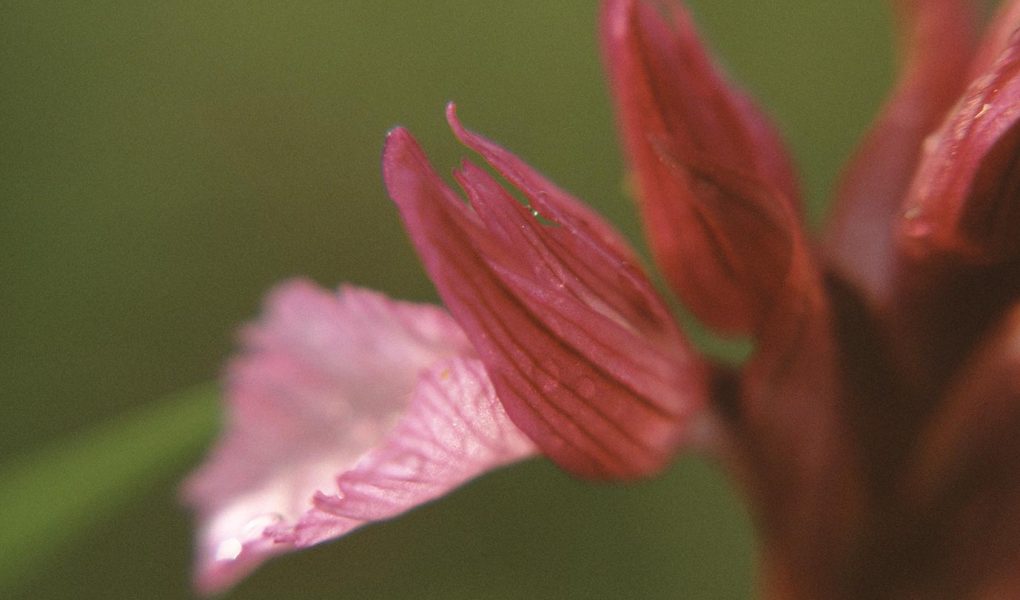Anacamptis papilionacea subsp. papilionacea