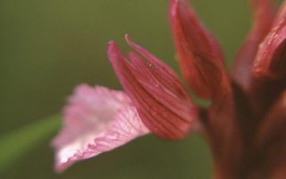 Anacamptis papilionacea subsp. papilionacea