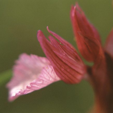 Anacamptis papilionacea subsp. papilionacea