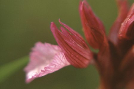 Anacamptis papilionacea subsp. papilionacea