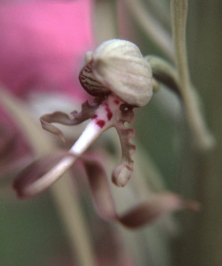 Himantoglossum hircinum
