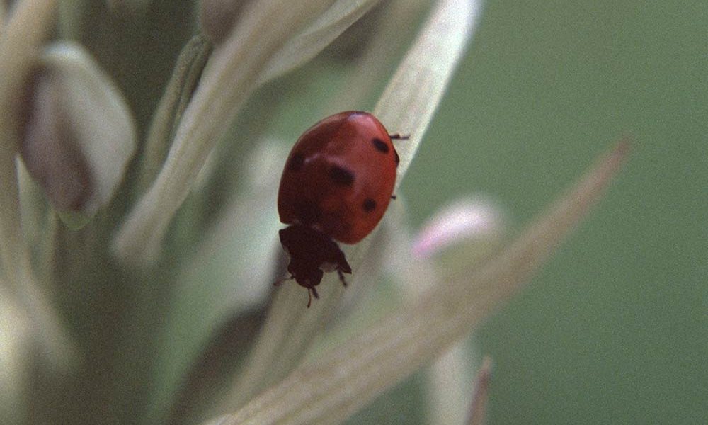Himantoglossum hircinum