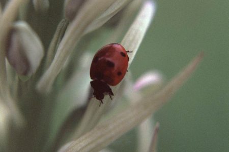 Himantoglossum hircinum