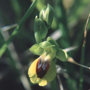Ophrys lutea