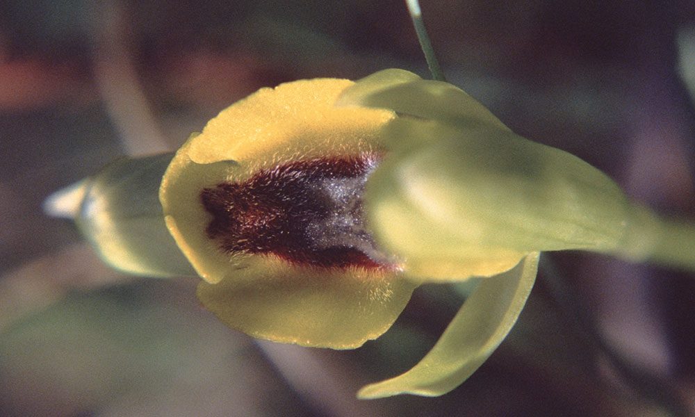 Ophrys lutea