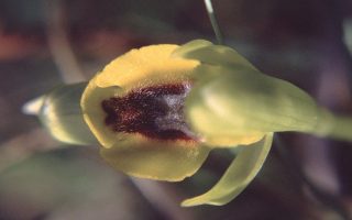 Ophrys lutea