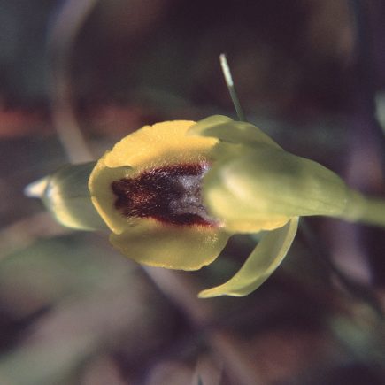 Ophrys lutea