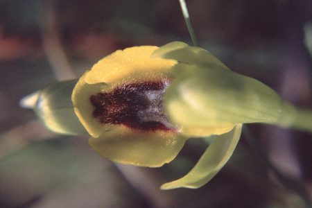Ophrys lutea
