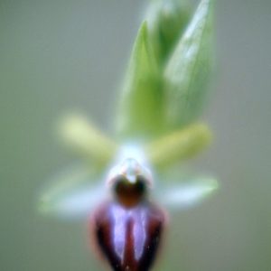 Ophrys aranifera