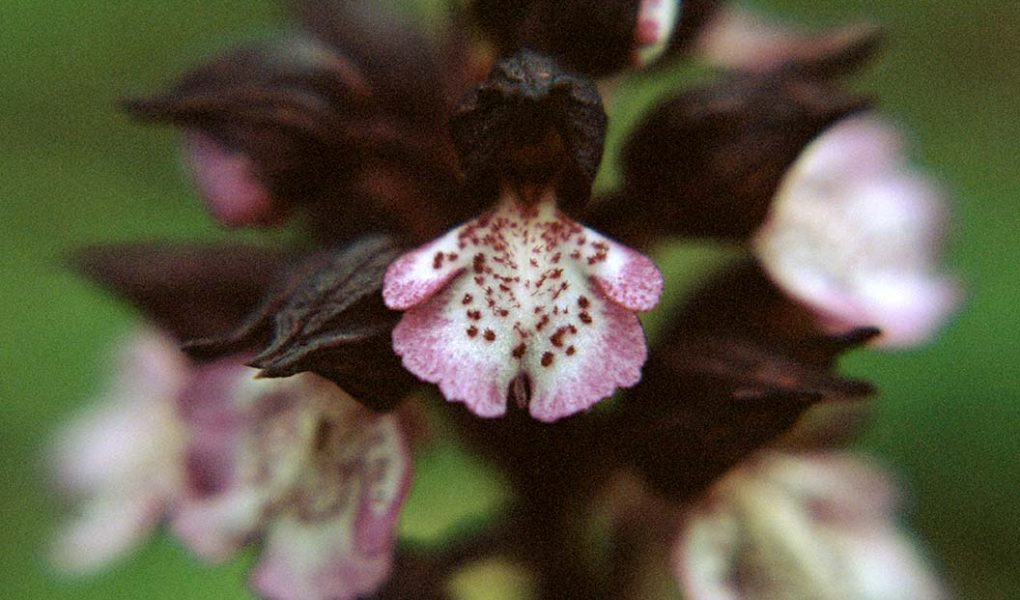Orchis purpurea