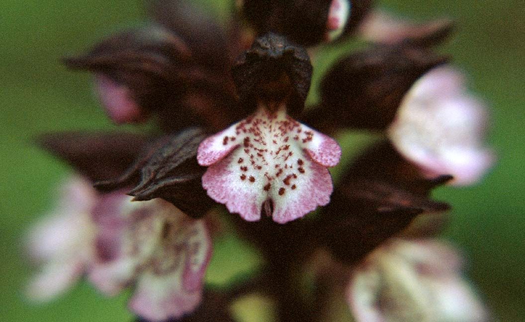 Orchis purpurea