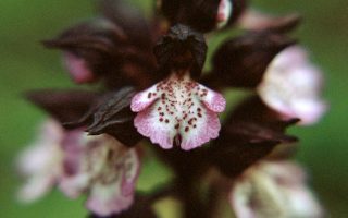 Orchis purpurea