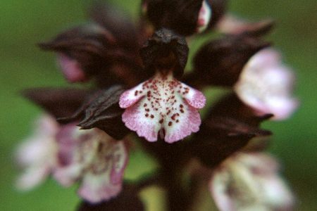Orchis purpurea