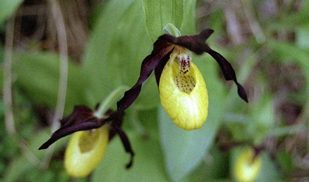 Cypripedium calceolus