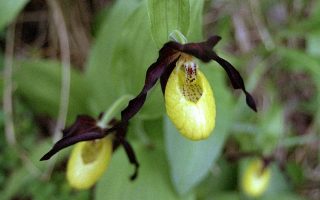 Cypripedium calceolus