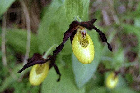 Cypripedium calceolus