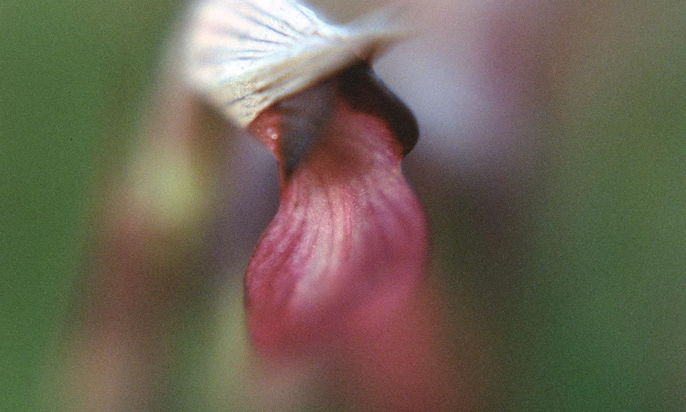 Serapias lingua