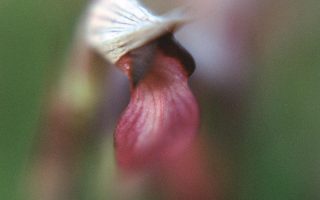 Serapias lingua