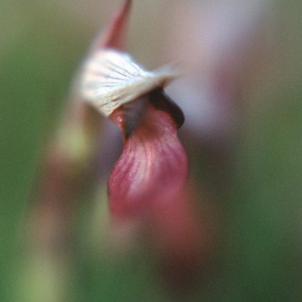 Serapias lingua