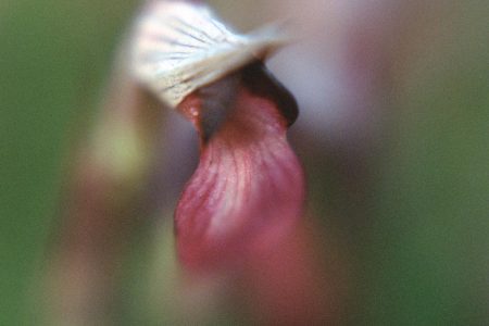 Serapias lingua