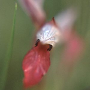 Serapias lingua